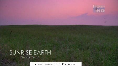 discovery theater sunrise earth: sea terns discovery theater sunrise earth: sea 720p x264 1280x720