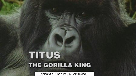 bbc natural world: titus the gorilla king bbc natural world: titus the gorilla king 720p mkv x264