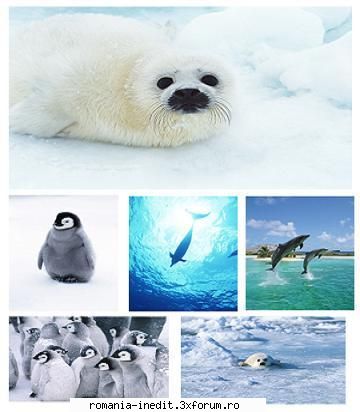 artic animals
