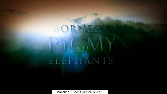 [ap] borneo's pygmy elephants (2006) borneo's pygmy elephants (2006) animal  mkv x264/hidef