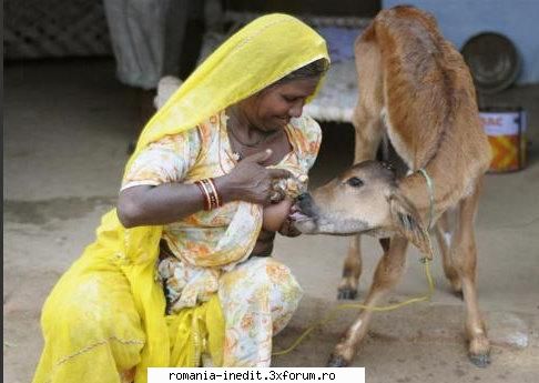 feed chouthi bai her pet calf her residence kilchu village, near bikaner, the desert indian state