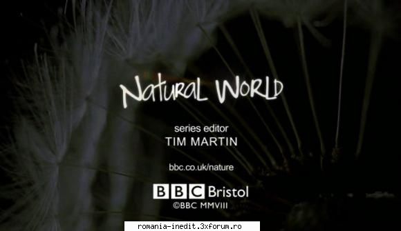 [bbc] naabi hyena princess (2008) naabi hyena princess (2008) bbc natural world, subtitrare limba