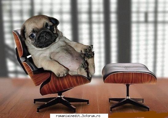 the boss  