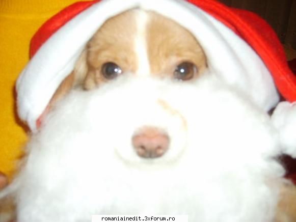 mos craciun caine :))  