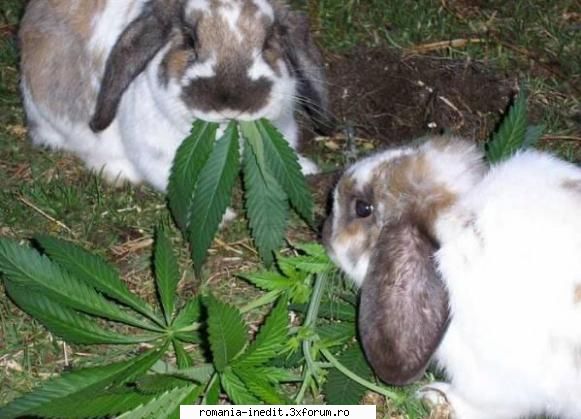 smoking weed... dau bine...