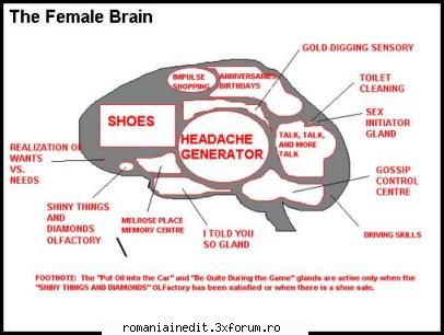 between male and female brains VIP