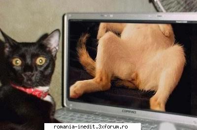 pisica internetul  