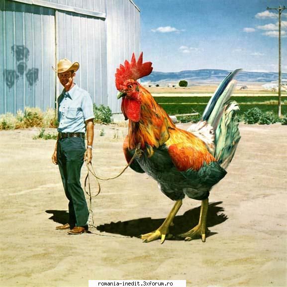propui poza altu pune cel mai "cock gandeati? sper poza. poza masina misto
