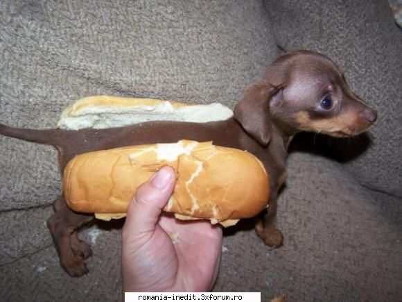 hot dog!