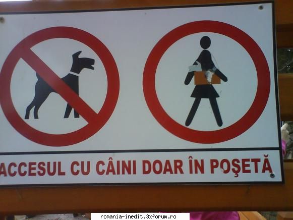 accesul caini doar in.... accesul caini doar poseta