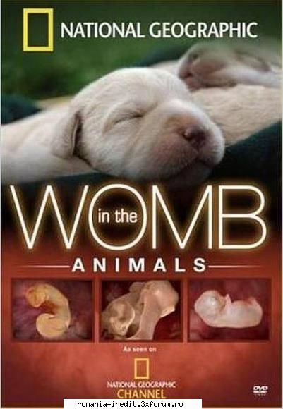 the womb animals (national national geographic takes you inside the hidden world animal pregnancy