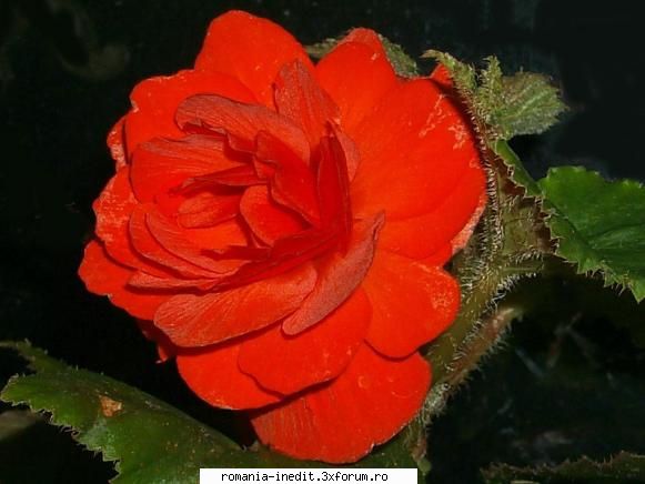 48 files | 47 jpg + 1 png | sizes

 

sample: flowers wallpapers