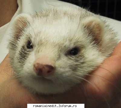 Animal Ciudat :) - AndutzU - Off Topic