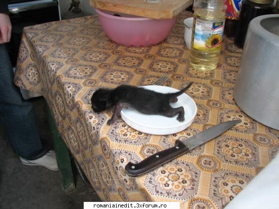 Animale haioase - Eminem_marshal - Funny