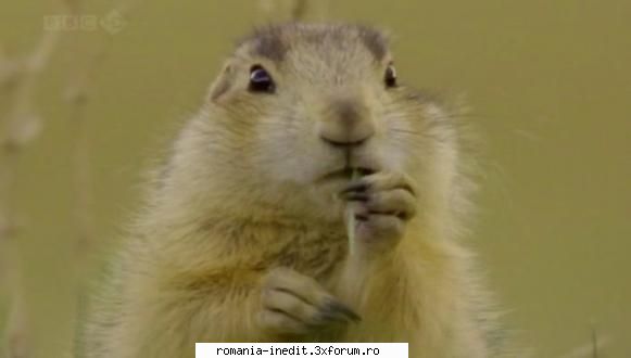 [BBC] Prairie Dogs: Talk of the Town (2010) - Prairie Dogs: Talk of the Town (2010) BBC - Filme Documentare
