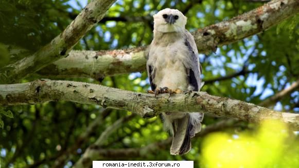 [BBC] The Monkey-Eating Eagle of the Orinoco (2010) - The Monkey-Eating Eagle of the - Filme Documentare