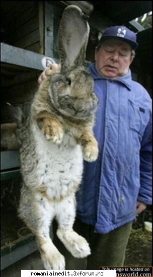 BIG bunny - presupun ca acesta este iepurasul dat in judecata - Funny
