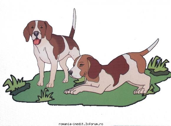 Carti pentru copii - Cartoane cu animale, insecte si alte vietuitoare - Carti pentru copii - Books