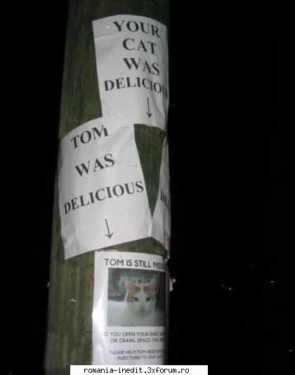 Cat Missing - dj_ionut - Funny