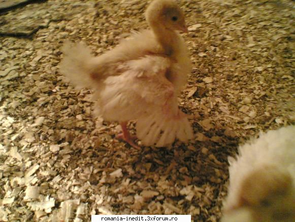 Ce Animalut de casa aveti :) - Eu am mai multe. Uite cateva - Off Topic