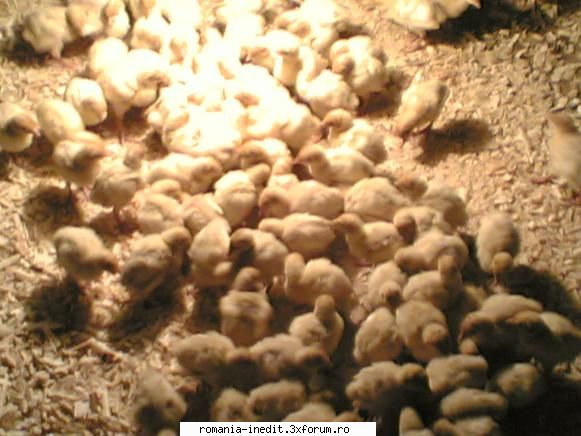 Ce Animalut de casa aveti :) - scz pt postul dublu, dar e mai rapid decat sa pun - Off Topic