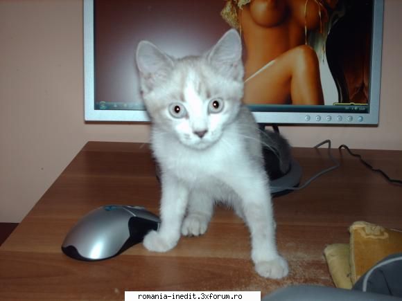Ce Animalut de casa aveti :) - Am avut acest pisic :D - Off Topic