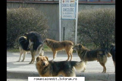 Doggy Style! - zappul - Funny