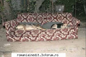Doggy Style! - zappul - Funny