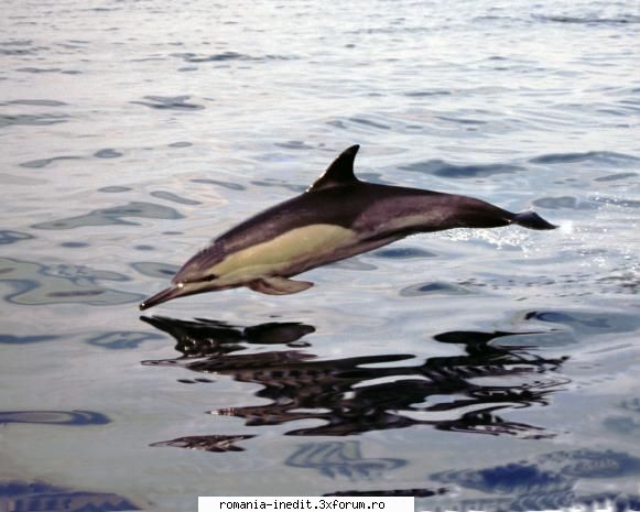 Dolphin Army - NG.WILD (2008) - Subtitrarea �n limba rom�nă pentru "Dolphin - Filme Documentare