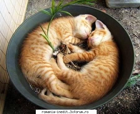 Doua pisici - fanebabanu' - Funny