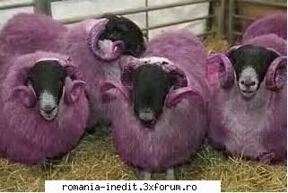 Flacara violet - Am descoperit ca a mai fost postata , scuze - Funny