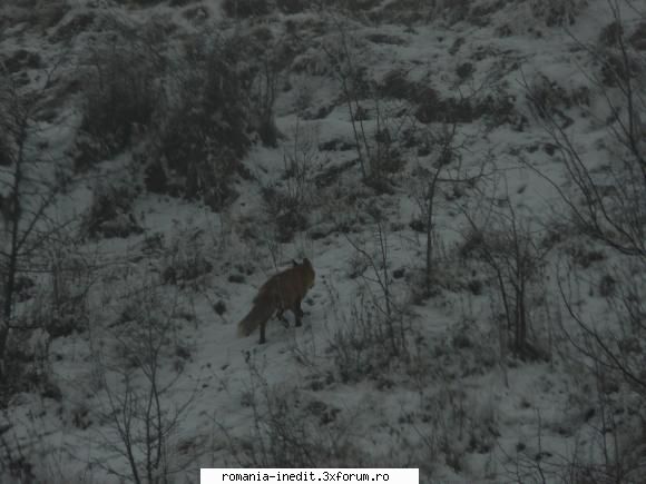 Fotografii cu animale - Propun un topic cu fotografii ale animalelor in - Poze inedite - Original photos
