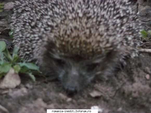 Fotografii cu animale - nelu68 - Poze inedite - Original photos