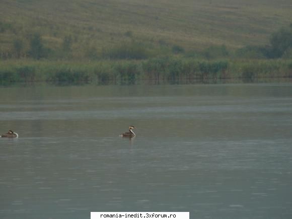 Fotografii cu animale - nelu68 - Poze inedite - Original photos