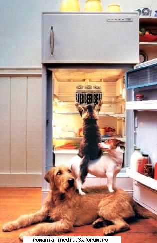 Funny pictures - icemann - Funny