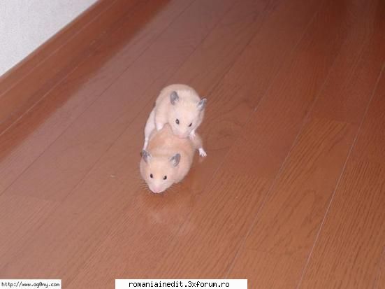 Hamster Love...XXX sau Funny? - AndutzU - Funny