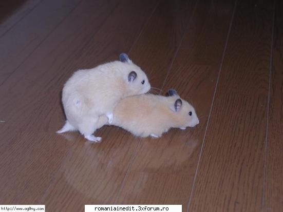 Hamster Love...XXX sau Funny? - AndutzU - Funny