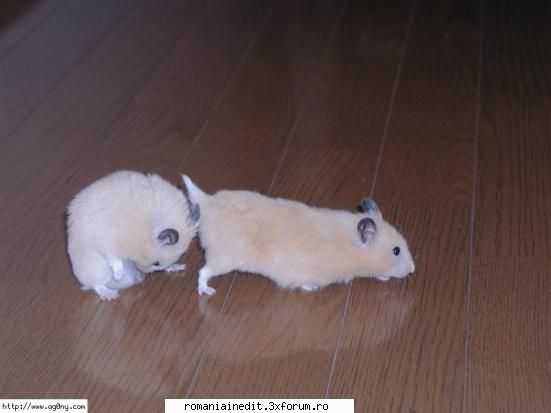 Hamster Love...XXX sau Funny? - AndutzU - Funny