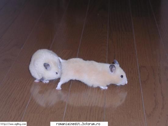 Hamster Love...XXX sau Funny? - AndutzU - Funny