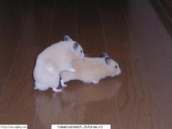 Hamster Love...XXX sau Funny? - AndutzU - Funny