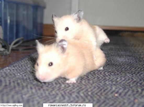 Hamster Love...XXX sau Funny? - AndutzU - Funny