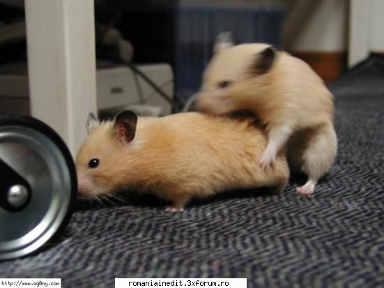 Hamster Love...XXX sau Funny? - AndutzU - Funny