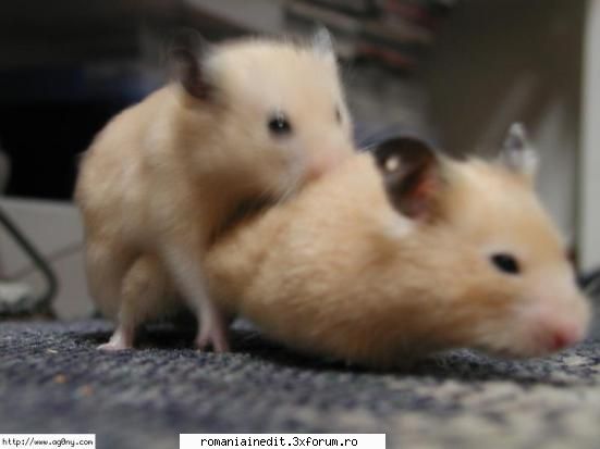 Hamster Love...XXX sau Funny? - AndutzU - Funny