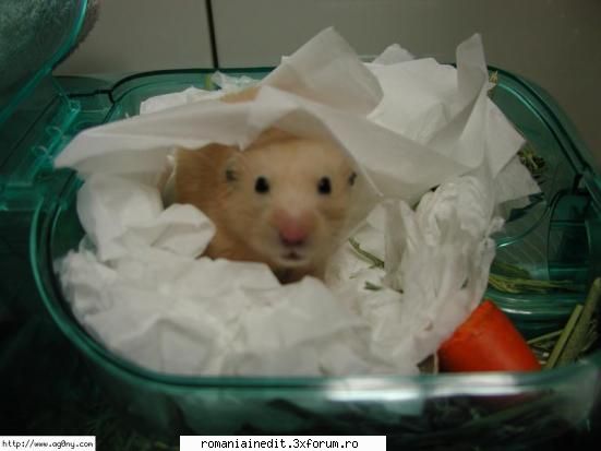 Hamster Love...XXX sau Funny? - AndutzU - Funny