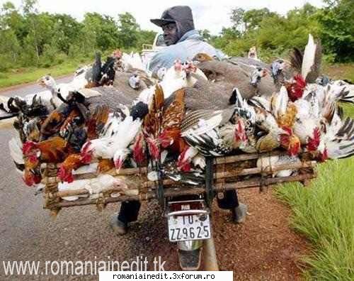 How much can you carry on a bike? - SoDMaster - Funny