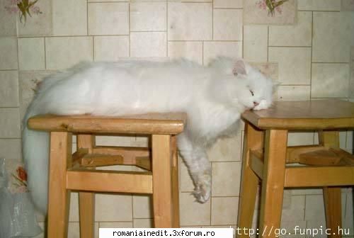 IM-cats - intre 2 nu te ploua - Funny