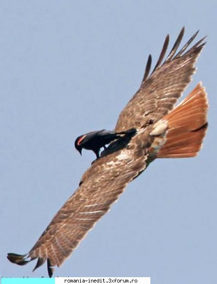 I belive i can fly.... - Xpector - Funny