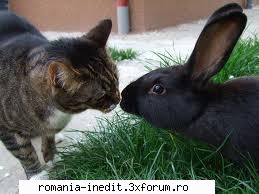 la multi ani !!!! :hi:  :hi: la multi ani bobes!!!