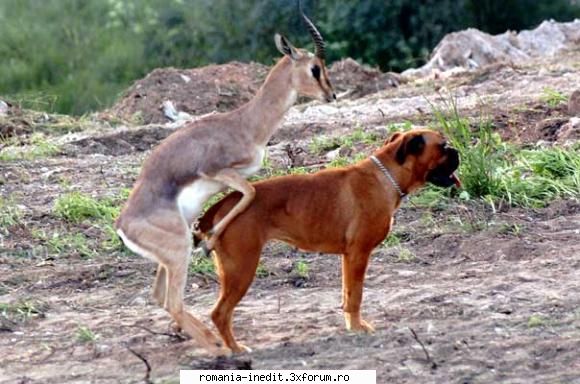 Must love dogs - nu lasati catelele in padure - Funny