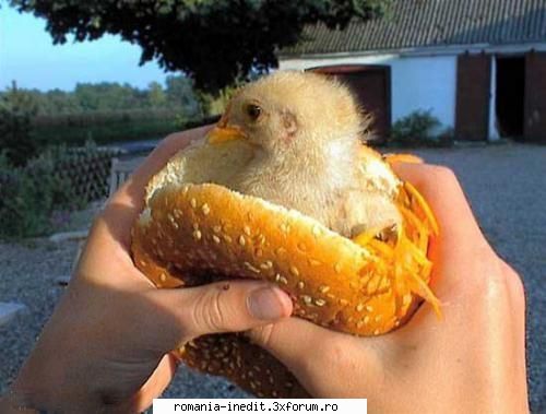 Noul McChiken - bau_bau - Funny